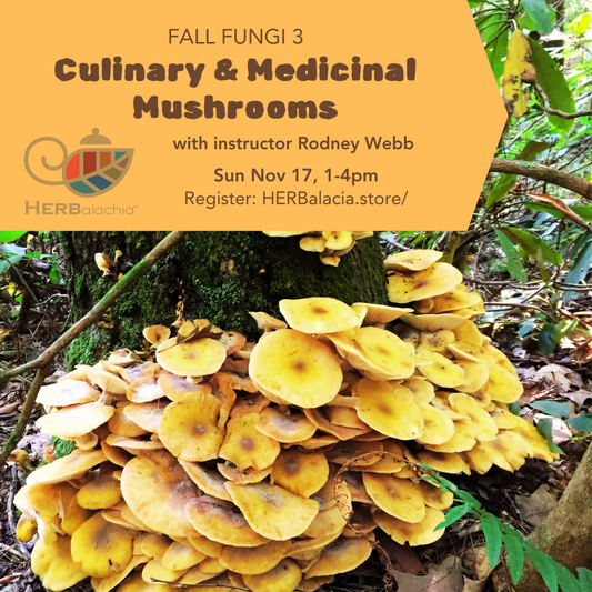 Culinary & Medicinal Mushrooms Workshop