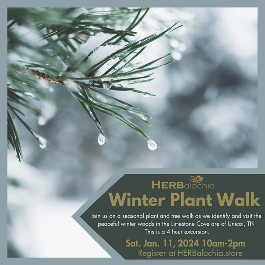 Winter Plant Walk