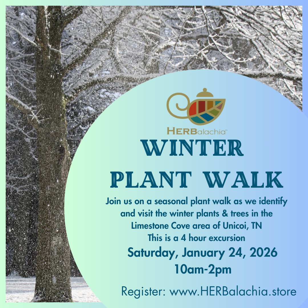 Winter Plant Walk